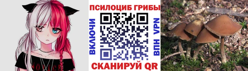 где купить наркоту Дорогобуж blacksprut ONION Псилоцибиновые грибы мицелий